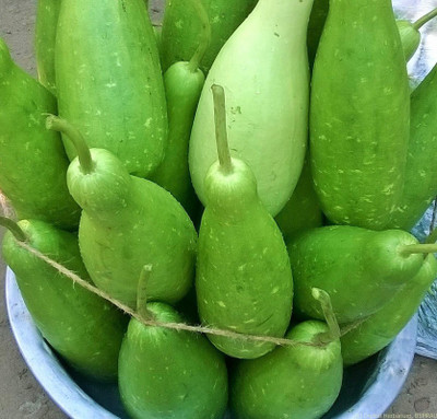 VNR Fresh Bootle Gourd (lokki) Vegetable Seed(100 per packet)
