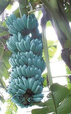 Greenery Nursery Banana Plant(Hybrid, Pack of 1)