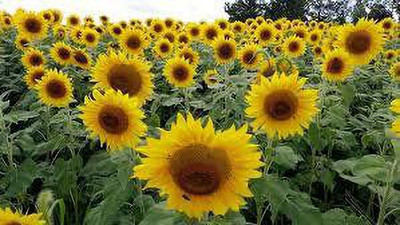 KALAGIA SUNFLOWER SEED Seed(50 per packet)