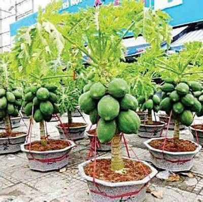 OMKAR Papaya (Dwarf variety), Easy grow in pots Hybrid & Fast Fruiting, 100% organic Seed(30 per packet)