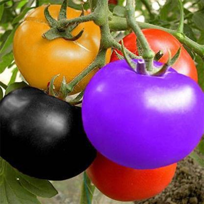AloGardening ® Dwarf Rainbow Tomato Seeds Seed(100 per packet)