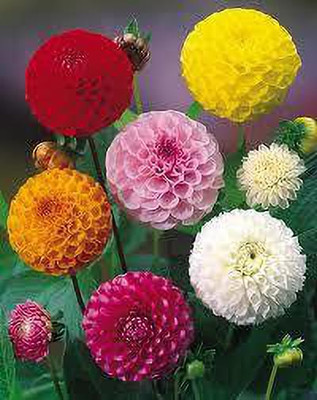 KALAGIA DAHLIA MIXED SEEDS Seed(100 per packet)