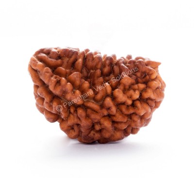 ARKAM Premium One Mukhi Rudraksha Kaju Dana / Original 1 Mukhi Rudraksha Kaju Dana / Natural 1 faced Half-moon Rudraksha with detailed Puja and wearing instructions Wood