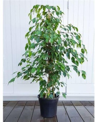 FURYHUB Ficus Plant(Hybrid, Pack of 1)