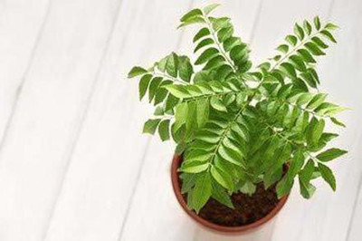FURYHUB Curry Leaf Plant(Hybrid, Pack of 1)