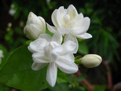 My Dream Nursery Jasmine Plant(Hybrid, Pack of 1)