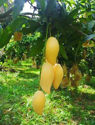 Corofitam Mango Plant(Hybrid, Pack of 1)