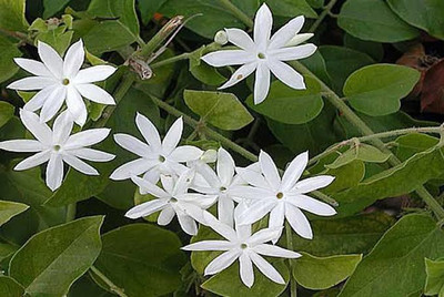 My Dream Nursery Jasmine Plant(Hybrid, Pack of 1)