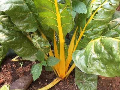 Paudha Swiss Chard Yellow Seed(60 per packet)
