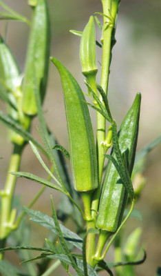 Farmonix Z333_X_Okra Abelmoschus esculentus Seeds Seed(50 per packet)