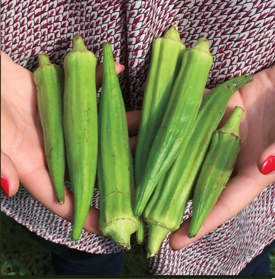 Farmonix Z1050_P_Ladies Finger/Bhindi/Okra Seeds Seed(100 per packet)