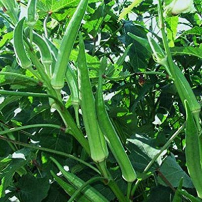 Farmonix Z3289_D_Okra Pusa Sawni - Desi Vegetable Seeds Seed(1000 per packet)