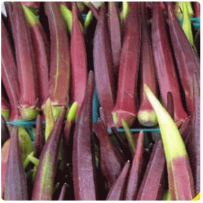 Farmonix Z1404_Q_RED BURGUNDY OKRA SEEDS Seed(150 per packet)