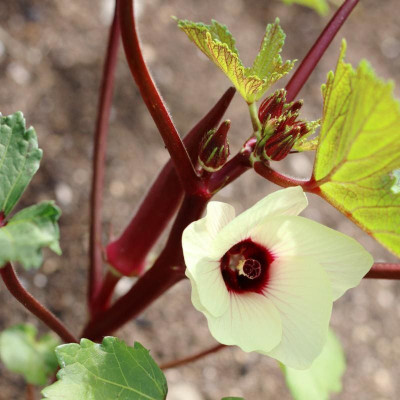 Farmonix Z2954_A_Burgundy Red Okra Seeds Seed(500 per packet)