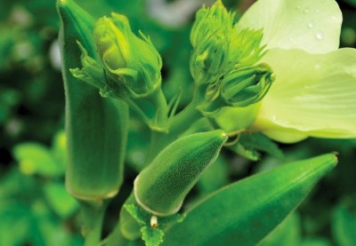 Farmonix Z2564_H_ORGANIC GREEN OKRA SEEDS Seed(300 per packet)