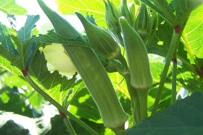 Farmonix Z218_P_Longhorn Okra Seeds - Huge Soft PODS & Huge YIELDS Seed(50 per packet)