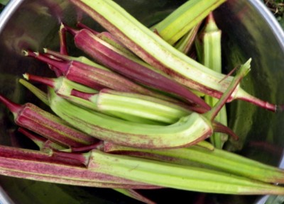 Farmonix Z725_R_Sherwood Red Okra Seeds Seed(80 per packet)