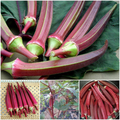 Farmonix Z198_A_Burgundy Red Okra Seeds Seed(50 per packet)