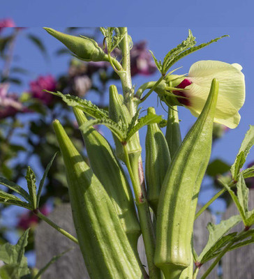KLARKEE Okra Seeds Seed(150 per packet)