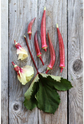 Farmonix Z3332_R_Red okra bhindi Seed(1000 per packet)
