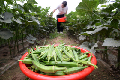 Farmonix Z374_P_Green Okra/Bhindi Seeds Seed(50 per packet)