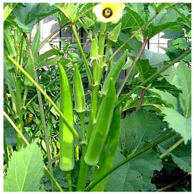 Farmonix Z2913_Q_Bhindi, Okra F1 Sujata - Vegetable Seeds Seed(500 per packet)