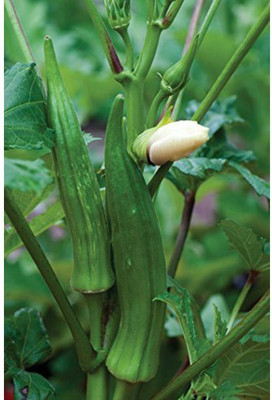 Farmonix Z427_A_Clemson Spineless Okra Seeds Seed(80 per packet)