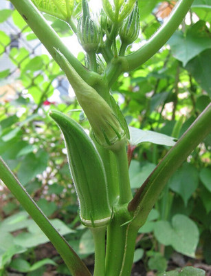 Farmonix Z371_U_Okra- Clemson's Spineless Seeds Seed(50 per packet)