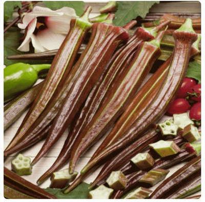 KLARKEE Z645_X_RED BURGUNDY OKRA SEEDS Seed(80 per packet)