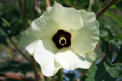 KLARKEE Lady Finger /Green Okra Seed(500 per packet)