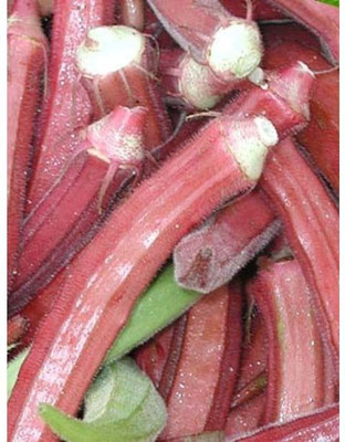 Farmonix Z14_F_Okra RED Burgundy Great Heirloom Vegetable Seeds Seed(50 per packet)