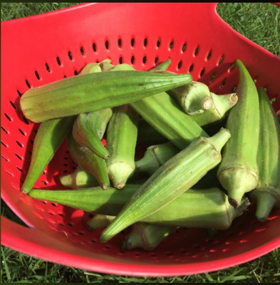 Farmonix Z3325_R_Ladies Finger/Bhindi/Okra Seeds Seed(1000 per packet)