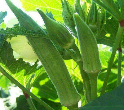 VibeX ® LXI-471 Texas Longhorn Okra Seeds Seed(100 per packet)