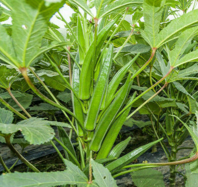 Farmonix Z2208_B_Clemson Spineless Okra Seeds Seed(250 per packet)