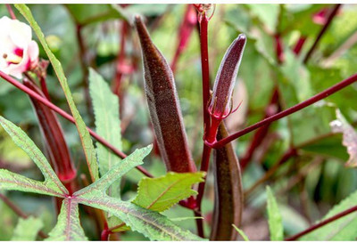 KLARKEE Z16_H_Red Okra Seeds Seed(50 per packet)