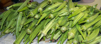 GREENIFY Longhorn Okra Seeds - Huge Soft PODS & Huge YIELDS Seed(150 per packet)