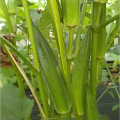 Farmonix Z589_J_Okra Seed, Perkins Long Pod Seed(80 per packet)