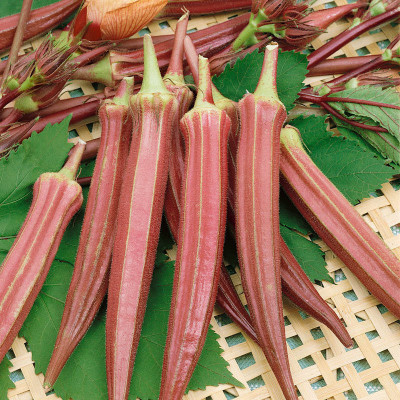 Farmonix Z737_O_Okra Jing Orange Seeds Seed(80 per packet)