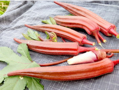 Farmonix Z726_E_Jing Orange Okra Seeds Seed(80 per packet)