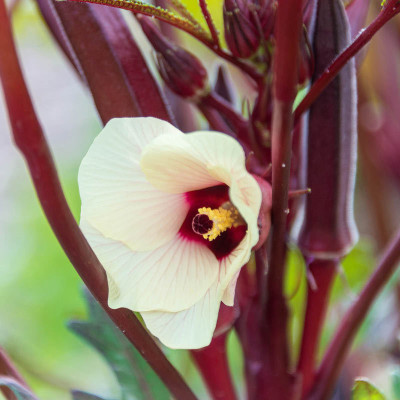 KLARKEE Z356_O_French Quarter Pink Hybrid Okra Seed Seed(50 per packet)
