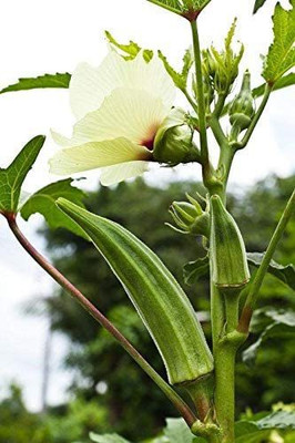 GREENIFY Dwarf-Stalk Long Green Okra Seed(150 per packet)
