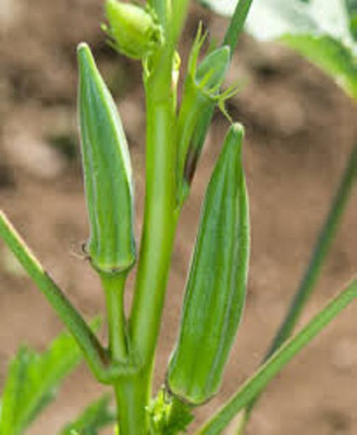 Farmonix Z932_T_OKRA 3600H F1 HYBRID Seed(100 per packet)