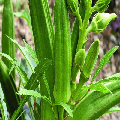KLARKEE Z1980_R_Okra Lady Finger /Green Okra Seeds Seed(250 per packet)