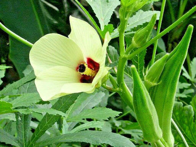 Farmonix Z2230_U_OKRA SEEDS - Abelmoschus esculentus Seed(250 per packet)