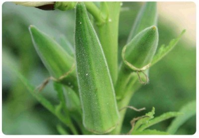 KLARKEE Z2842_L_Ladies Finger/Bhindi/Okra Seeds Seed(500 per packet)