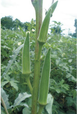 Farmonix Z1824_R_Ladies Finger/Bhindi/Okra Seeds Seed(200 per packet)