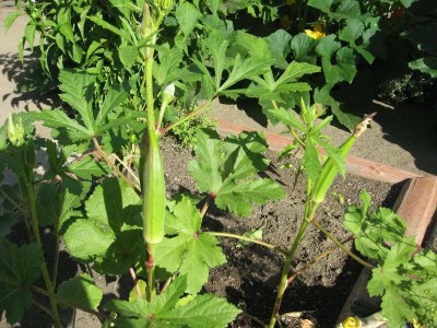 GREENIFY EMERALD GREEN VELVET OKRA SEEDS Seed(500 per packet)