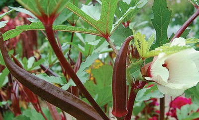 Farmonix Z722_U_Burgundy Red Okra Seeds Seed(80 per packet)