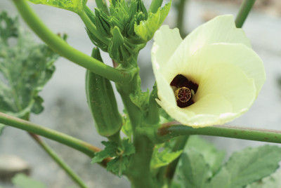 Farmonix Z1065_N_Clemson Spineless Organic Okra Seed Seed(100 per packet)
