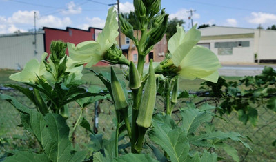 Farmonix Z2970_Y_Ladies Finger/Bhindi/Okra Seeds Seed(500 per packet)